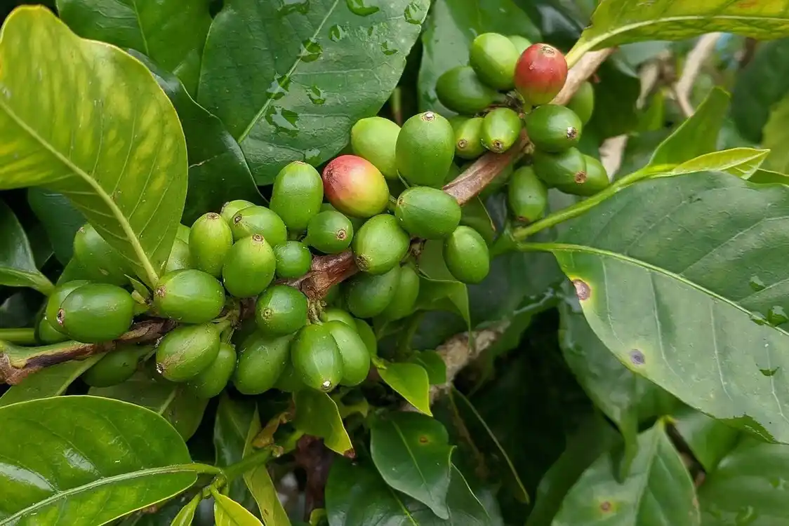 beneficios cafe-verde