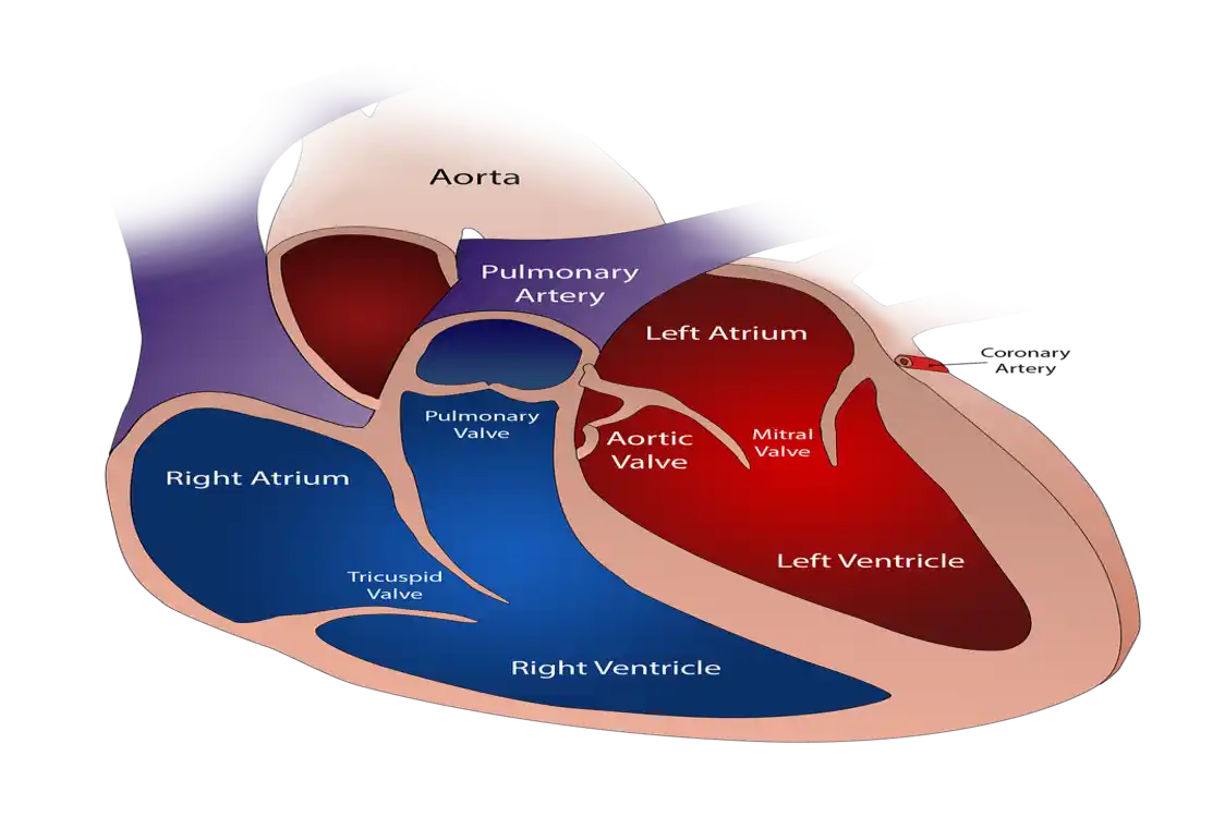 mitral valve prolapse