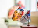 Esperanza de vida y pronóstico de la insuficiencia cardiaca pronóstico de la insuficiencia cardiaca
