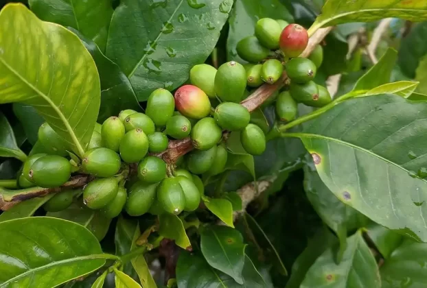 beneficios del café verde